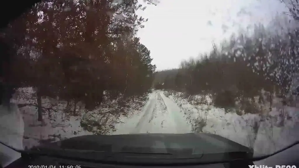 Jeleń "przeleciał" nad samochodem leśnika (Nadleśnictwo Łomża)