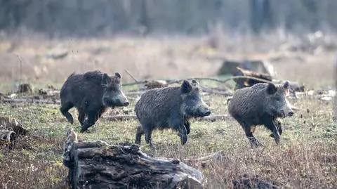 Zakaz piknikowania w części Rzymu. Władze boją się, że ASF się rozprzestrzeni
