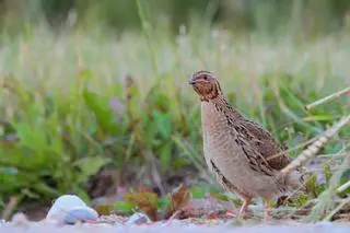 Przepiórka zwyczajna (Coturnix coturnix) - zdj. ilustracyjne