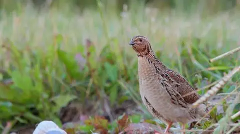 Przepiórka zwyczajna (Coturnix coturnix) - zdj. ilustracyjne