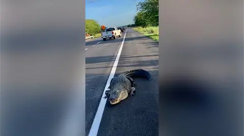 "Ruszający się próg zwalniający" wstrzymał ruch na około godzinę
