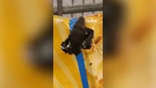 Wąż w paczce popcornu