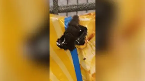 Wąż w paczce popcornu