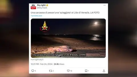 Morze wyrzuciło na brzeg ogromną martwą rybę