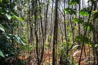 Lasy, w których znaleziono ostrokrzew Ilex sapiiformis
