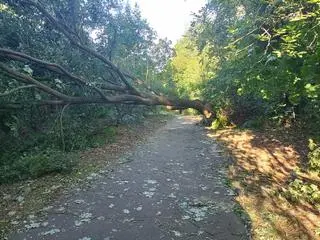 Połamane drzewa i konary w krakowskich parkach