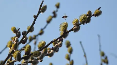 Niedziela będzie pełna słońca