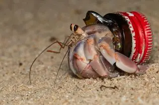 Krab pustelnik ze "sztuczną muszlą" 