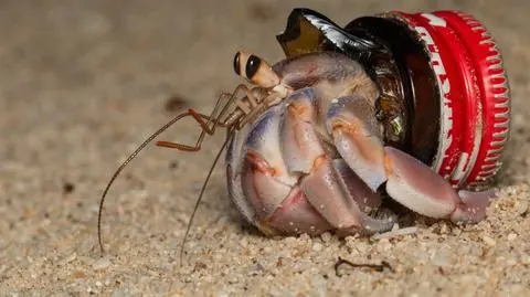 Krab pustelnik ze "sztuczną muszlą" 