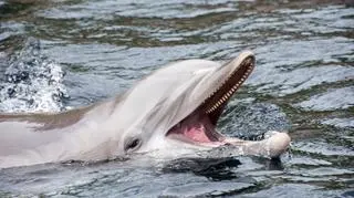 Delfin butlonosy, butlonos zwyczajny