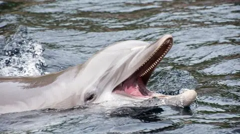 Delfin butlonosy, butlonos zwyczajny