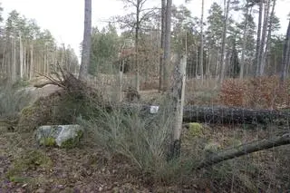 Zniszczenia w nadleśnictwie Świdwin