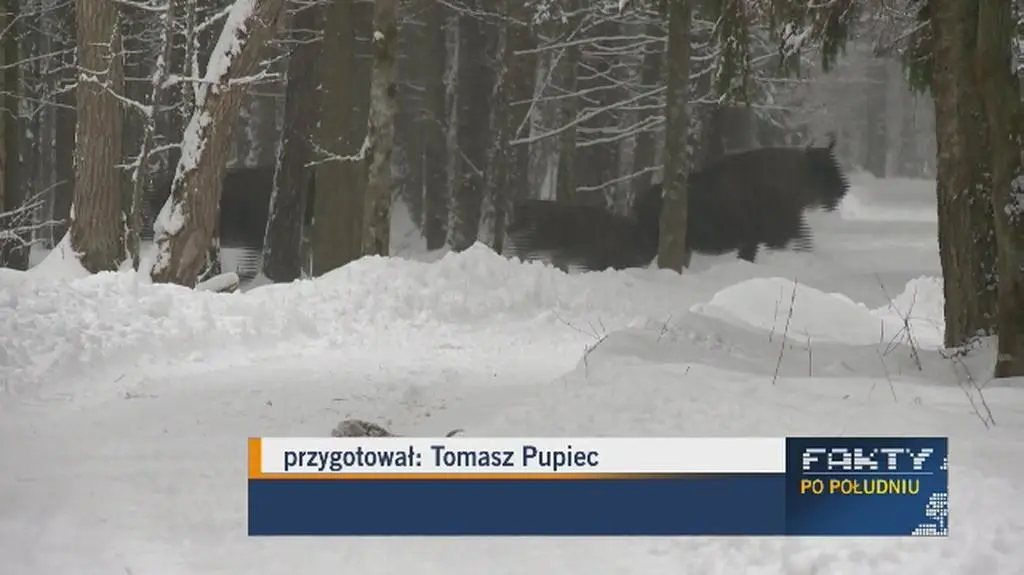 Populacja żubrów zmniejszy się z powodu odstrzałów