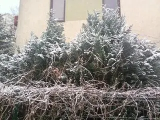 Śnieg w Warszawie