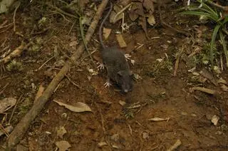 Crocidura pallida