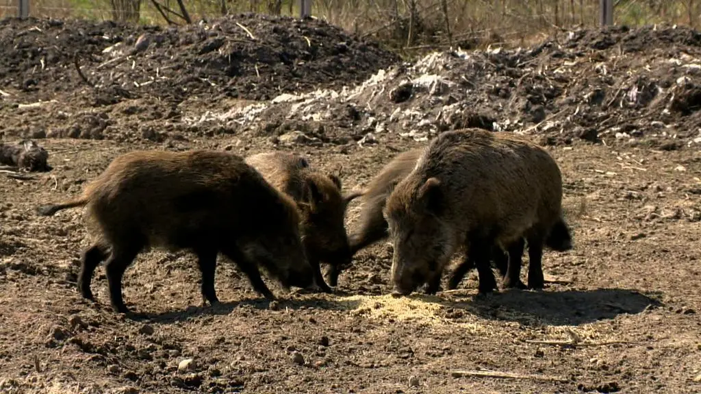 "Nakaz, by za 650 zł mordować wysokoprośne lochy
