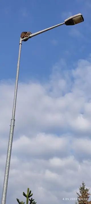 Szop pracz na latarni 