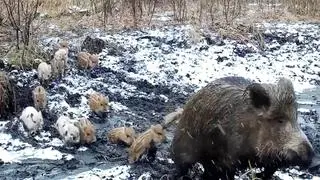 Warchlaki w cętki