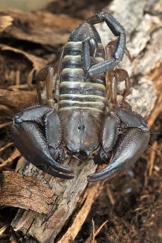 Hadogenes paucidens
