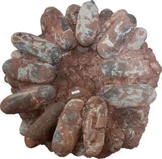 Skamieniałe jaja dinozaura