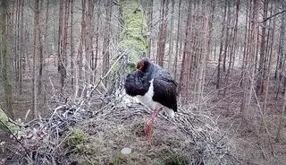 W Wielko Sobotę pojawiło się pierwsze jajko