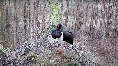 W Wielko Sobotę pojawiło się pierwsze jajko
