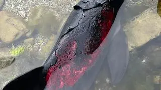 Jak oceniają naukowcy, morświny nie jadły od wielu dni