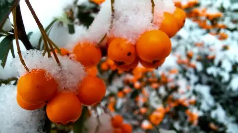 Pogoda na dziś: zimowe opady w dużej części kraju
