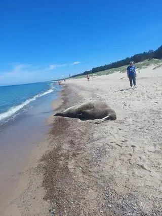 Mors na plaży koło Łazów