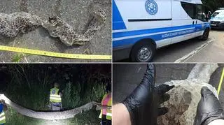 Gad może być groźny