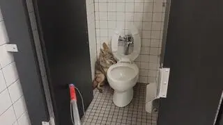 Kojot w szkolnej łazience 