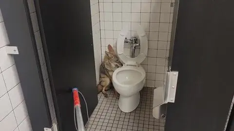 Kojot w szkolnej łazience 