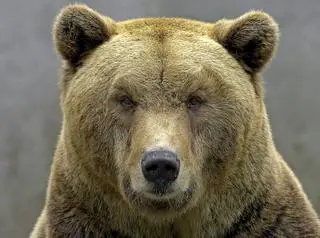 Niedźwiedź brunatny (Ursus arctos)