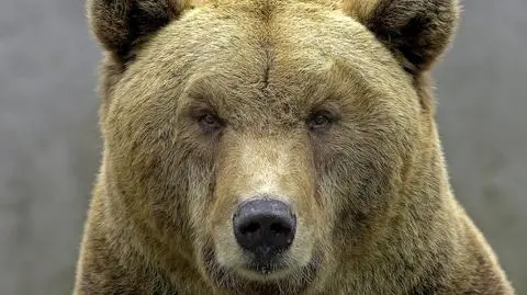 Niedźwiedź brunatny (Ursus arctos)
