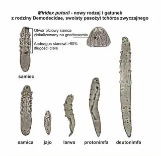 Miridex putorii - cykl zyciowy