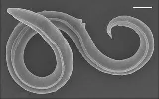 Nicień Panagrolaimus kolymaensis