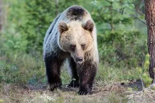 Niedźwiedź brunatny