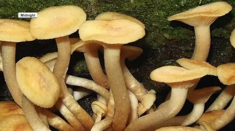 Jak wyglądają poszczególne gatunki opieńki?