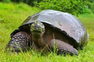 Żółw olbrzymi z Galapagos (zdjęcie ilustracyjne)