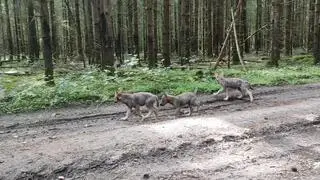 Wilczęta na spacerze w Wigierskim Parku Narodowym