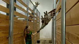 Dzień w roli opiekuna zwierząt w poznańskim zoo do wylicytowania na aukcji