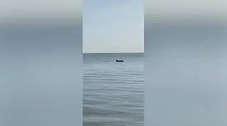 Delfin w Bałtyku widziany w Jastrzębiej Górze