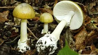Muchomor zielonawy (Amanita phalloides)