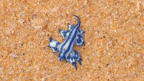 Znalazł na plaży malutkie, kolorowe zwierzątko. Nie wiedział, że był w niebezpieczeństwie