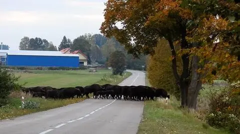 Stado żubrów przechodziło przez drogę. Wśród nich były także młode