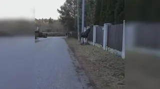 Łosiowy patrol