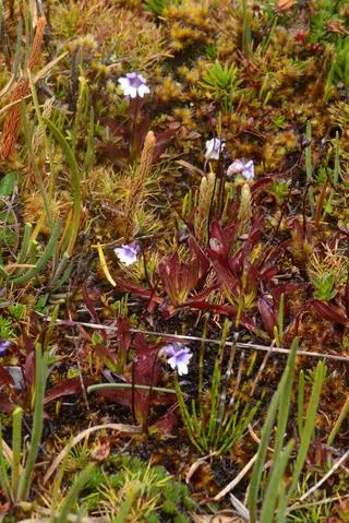 Pinguicula jimburensis