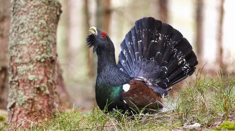 Głuszce przygotowują się do zimy. "Wyrosły im pióra pozwalające łatwiej chodzić po śniegu"