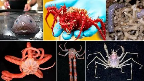 Naukowcy odkryli nowe stworzenia na dnie oceanu