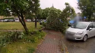 Połamane konary, na samochód spadło drzewo
